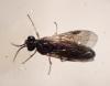 Priophorus compressicornis
